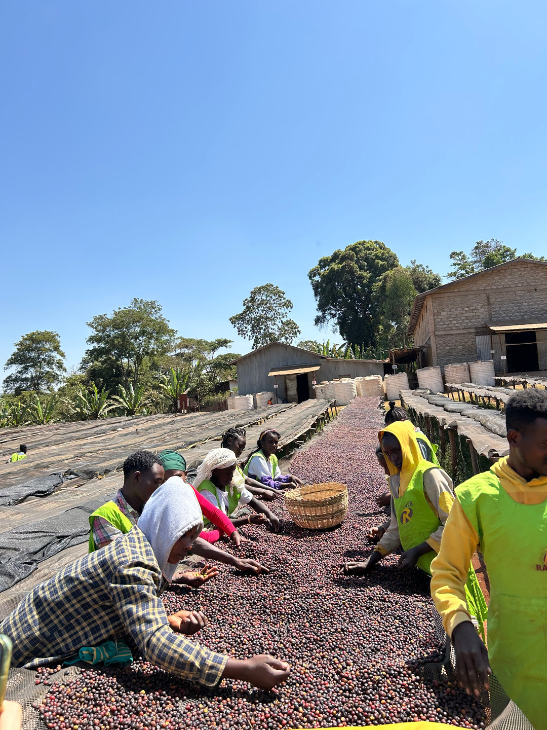 ETHIOPIA】WORKA SAKARO -RIPED CHERRY- Natural – PASSAGE COFFEE WEBSITE