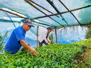 【PERU】Cristobal Cordoba
