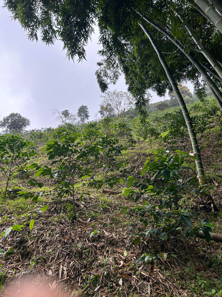 【COLOMBIA】ASTRID MEDINA