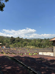 【ETHIOPIA】WORKA SAKARO -RIPED CHERRY-