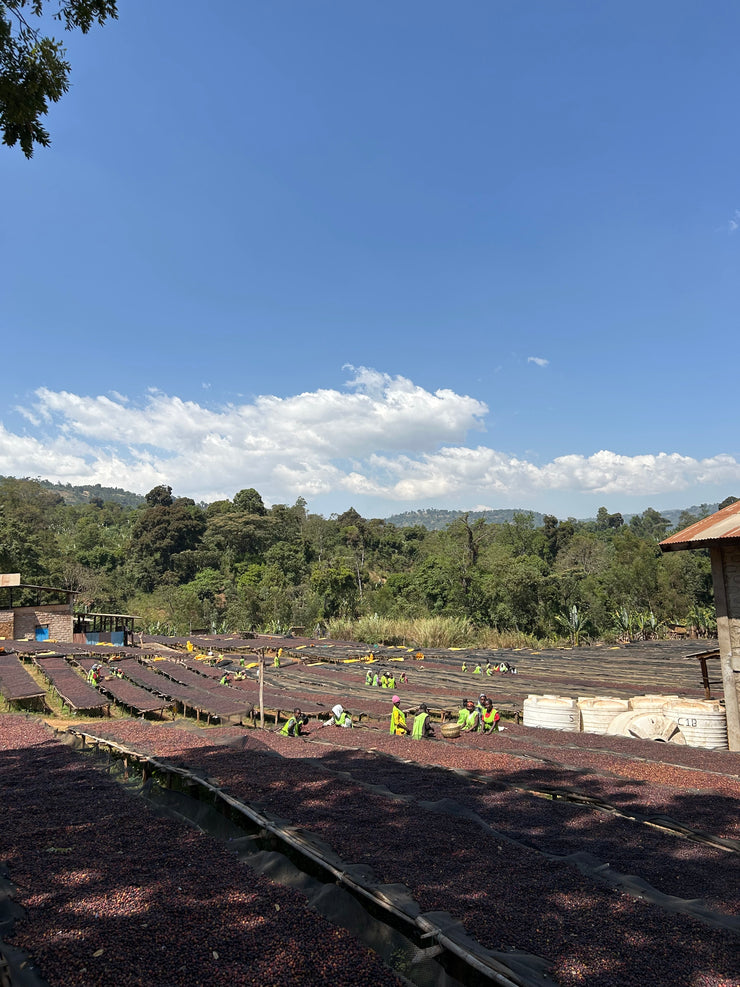 【ETHIOPIA】WORKA SAKARO -RIPED CHERRY-