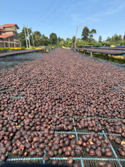 【KENYA】Kangocho AA Natural