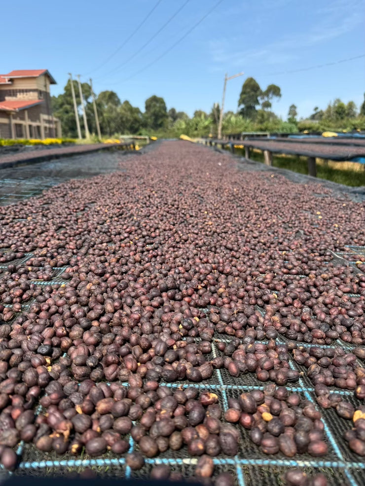 【KENYA】Kangocho AA Natural
