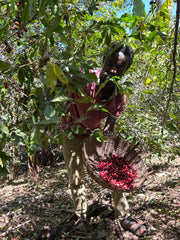 【ETHIOPIA】WORKA SAKARO -RIPED CHERRY-