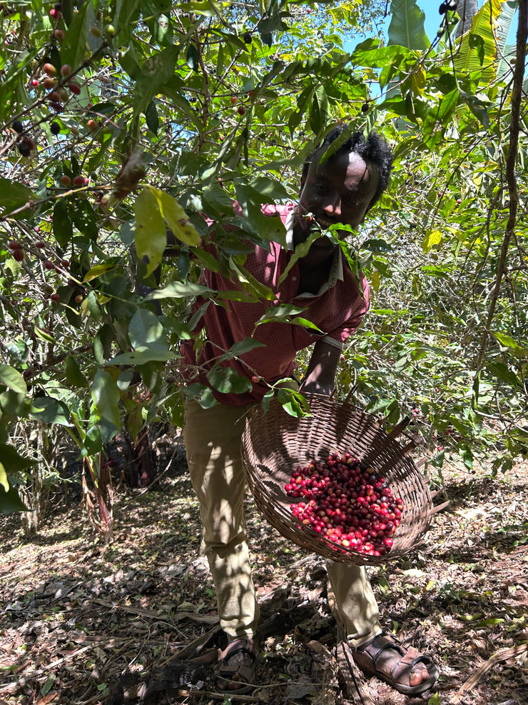【ETHIOPIA】WORKA SAKARO -RIPED CHERRY-