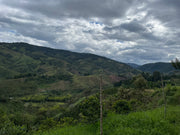 【COLOMBIA】Alejandro Renjifo Geisha