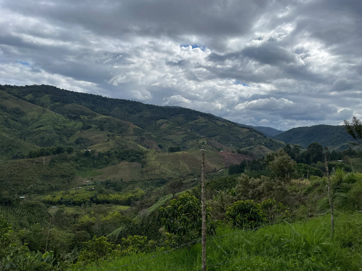 【COLOMBIA】Alejandro Renjifo Geisha