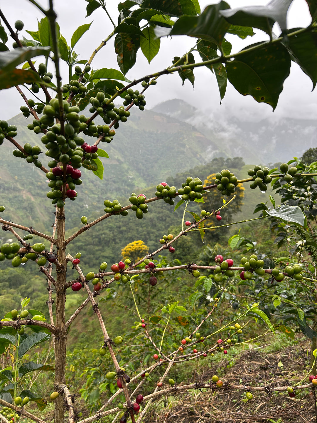 COLOMBIA】ASTRID MEDINA GEISHA – PASSAGE COFFEE WEBSITE