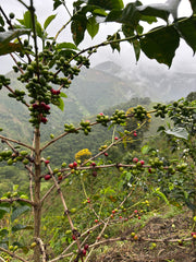 【COLOMBIA】ASTRID MEDINA