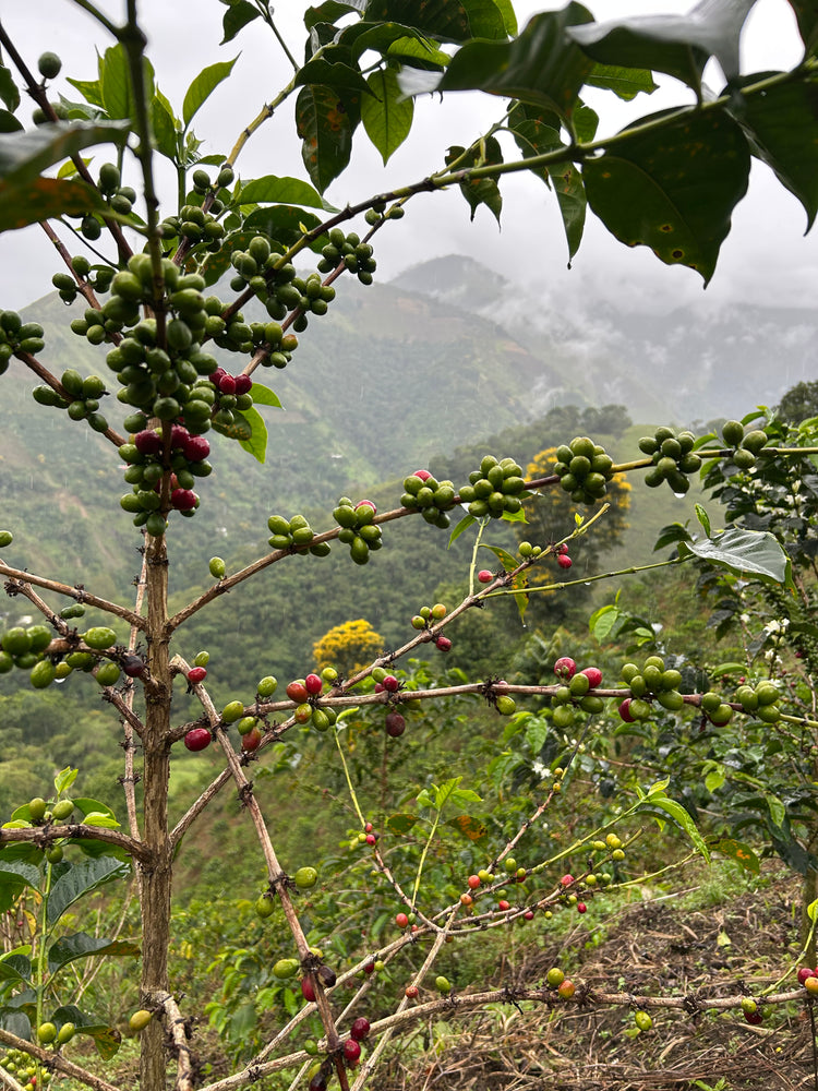 COLOMBIA】ASTRID MEDINA GEISHA – PASSAGE COFFEE WEBSITE