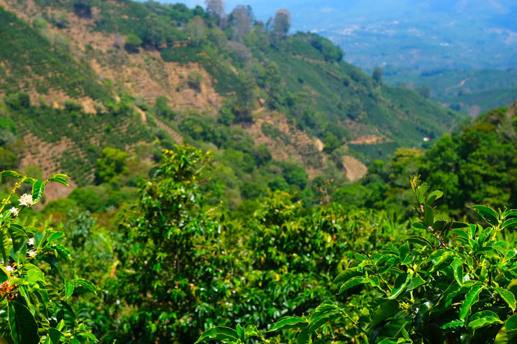 【COSTA RICA】DON ELI Geisha