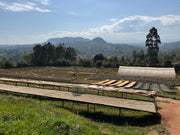 【KENYA】GATHAITHI AA