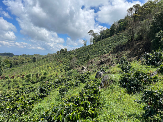 【HONDURAS】MIGUEL ARMANDO SAGASTUME