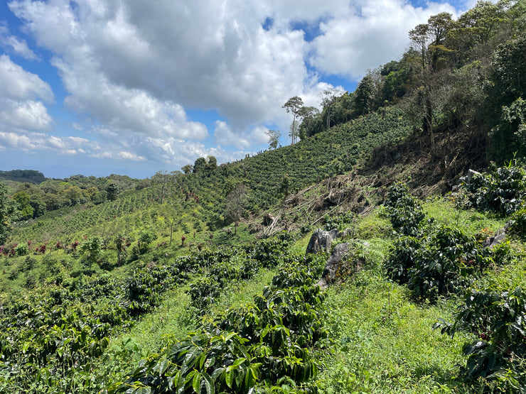 【HONDURAS】MIGUEL ARMANDO SAGASTUME