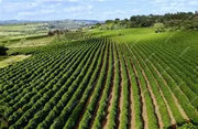 【BRAZIL】FAZENDA UM