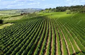 【BRAZIL】FAZENDA UM