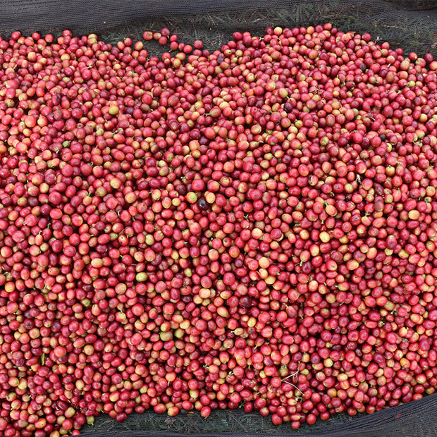 KENYA】THUNGRI AA – PASSAGE COFFEE WEBSITE