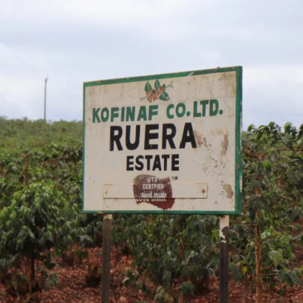 KENYA】THUNGRI AA – PASSAGE COFFEE WEBSITE
