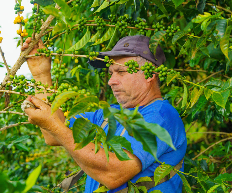 【PERU】Cristobal Cordoba